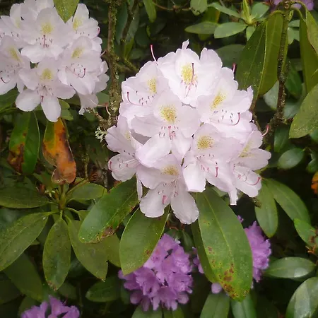 Les Tchéous La Gleize