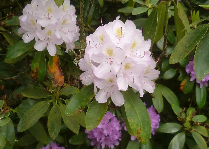 Les Tcheous La Gleize